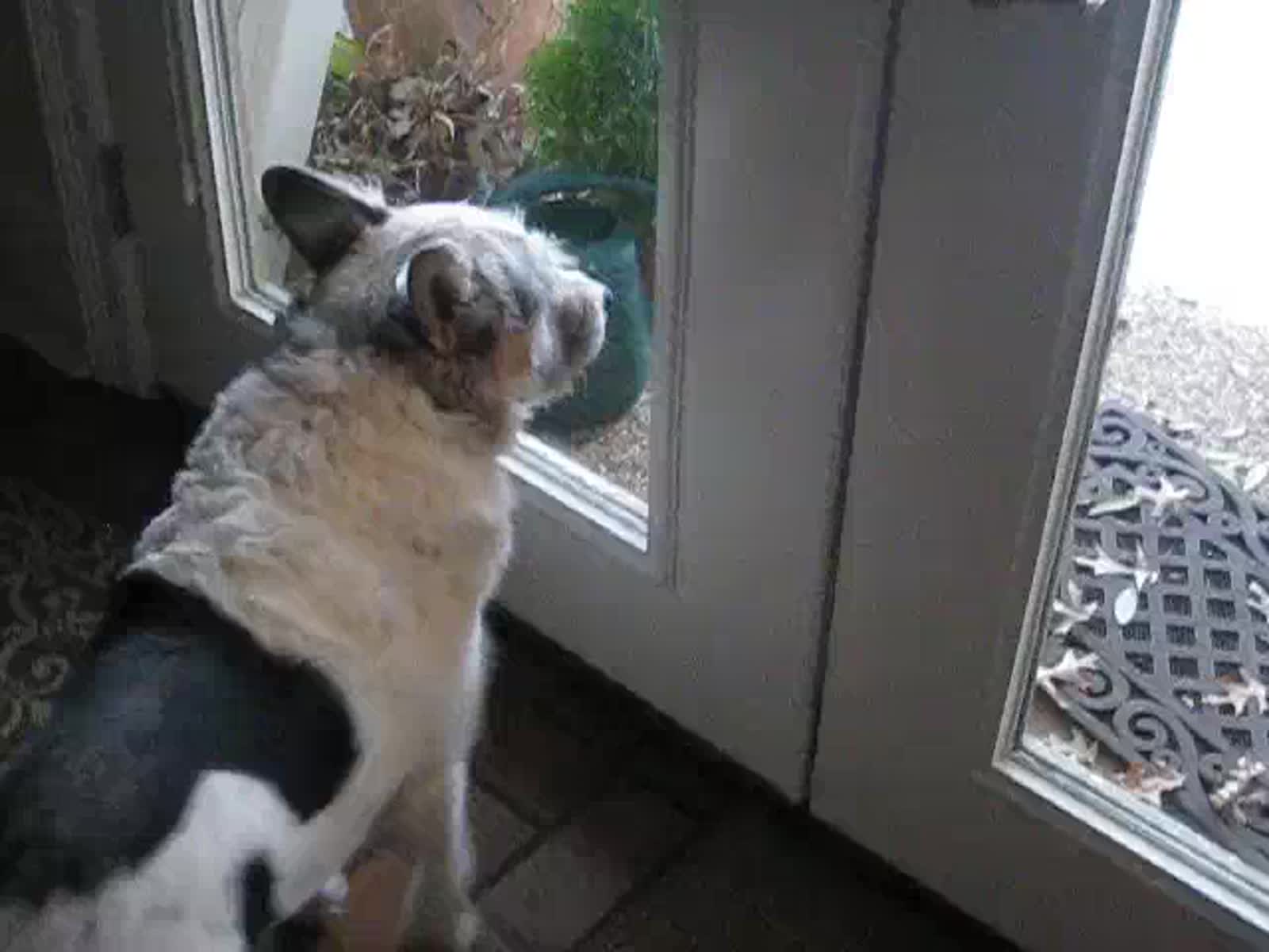 smugmug_TheCottens_1177240595_CGWN89Z.mp4