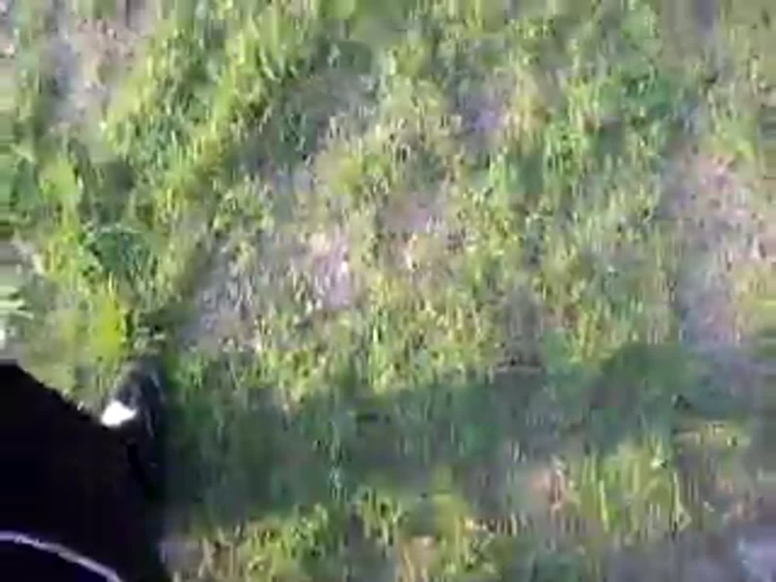 smugmug_TheCottens_530989774_2CRh5qL.mp4