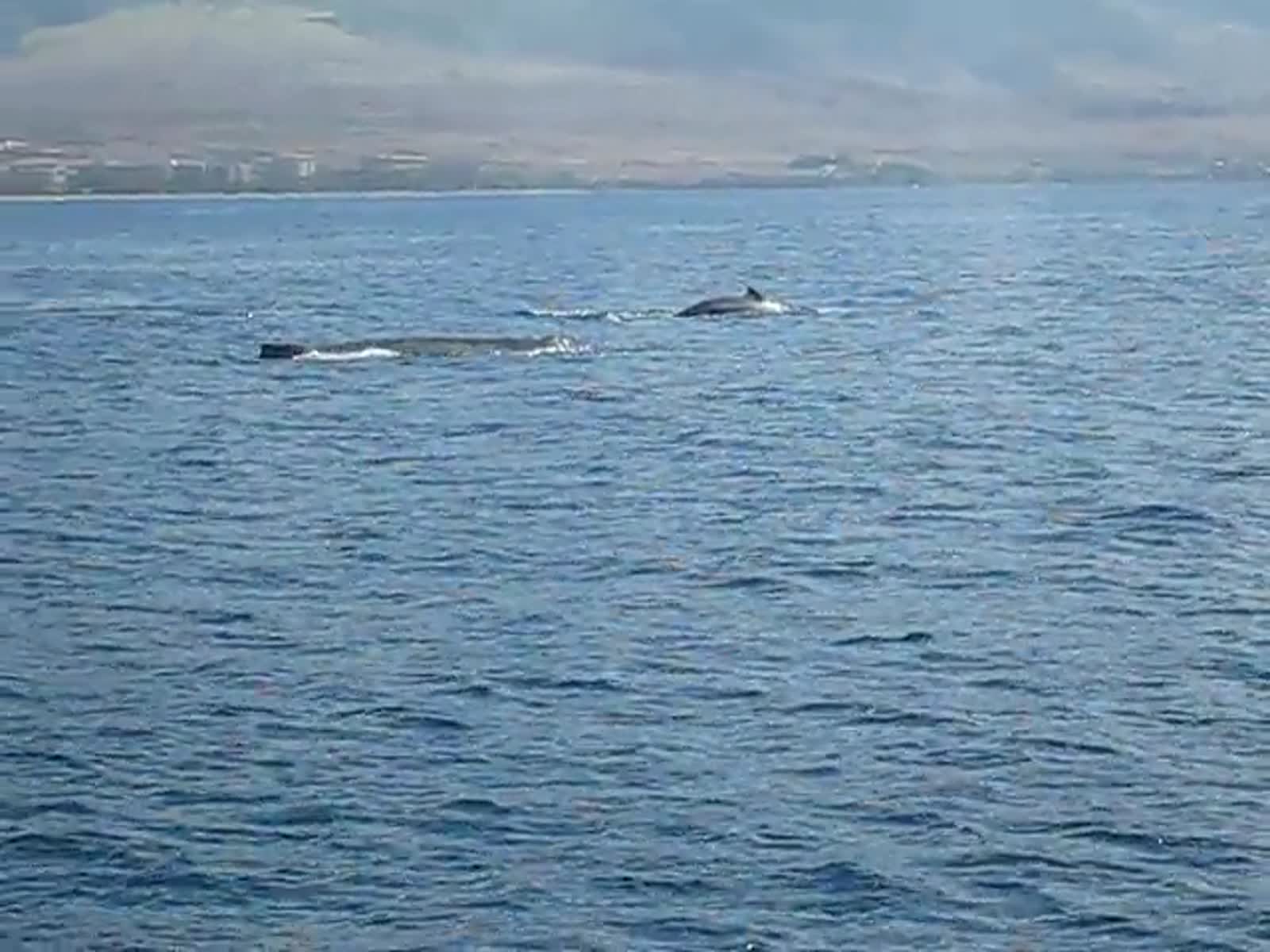 smugmug_TheCottens_1689086247_kptCv3M.mp4