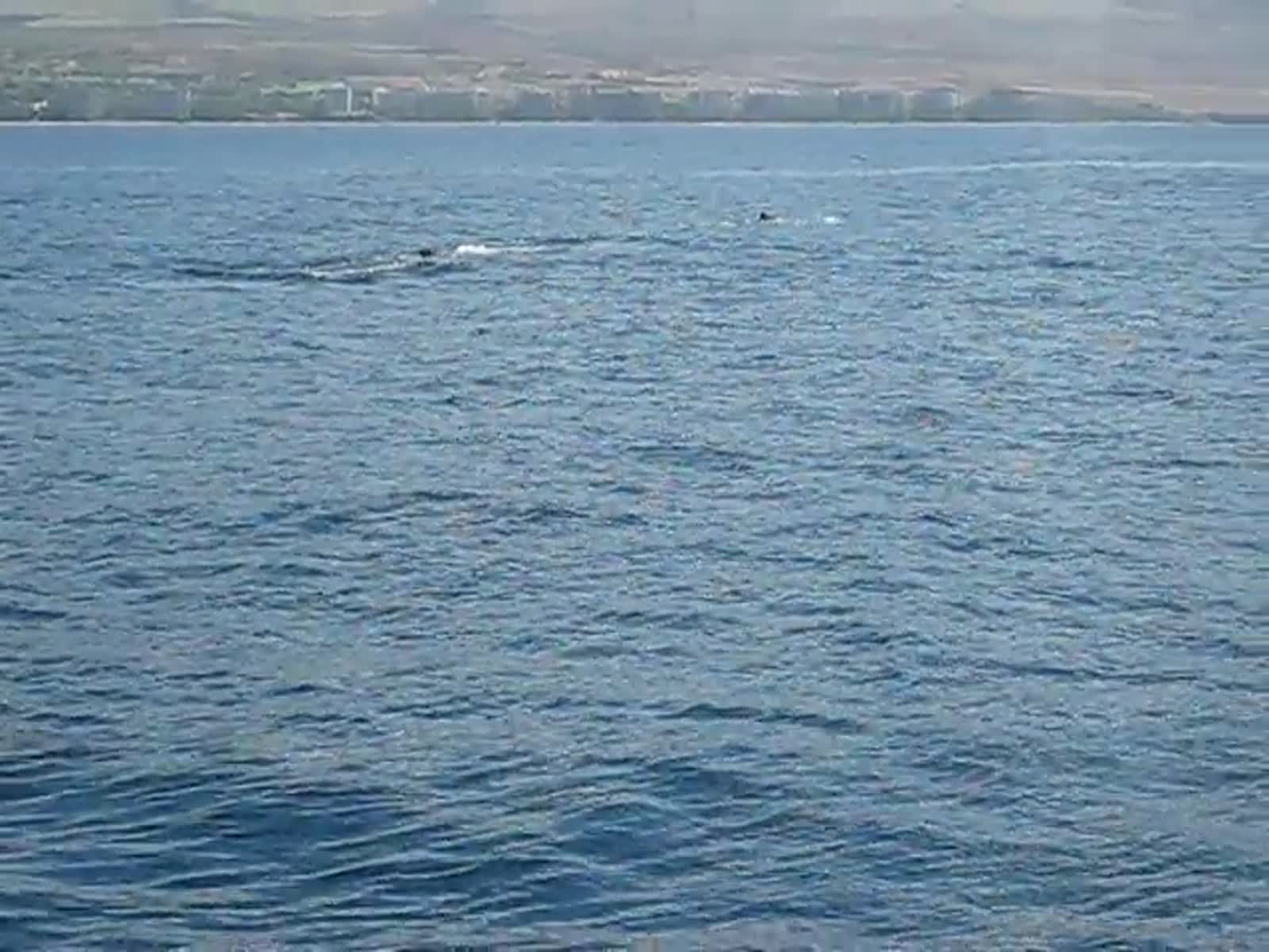 smugmug_TheCottens_1689087577_w7RJ95t.mp4