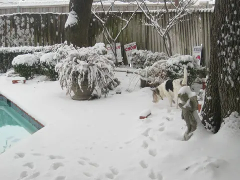 Snow Days February 2011